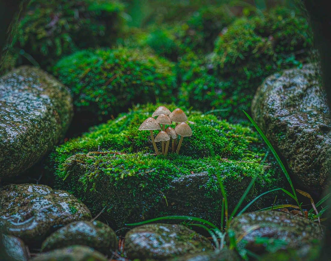 雨后森林：蘑菇与苔藓的世界